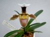 Paphiopedilum barbigerum var. coccineum